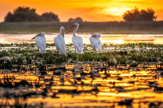 Get to know the “Town of Pelican”